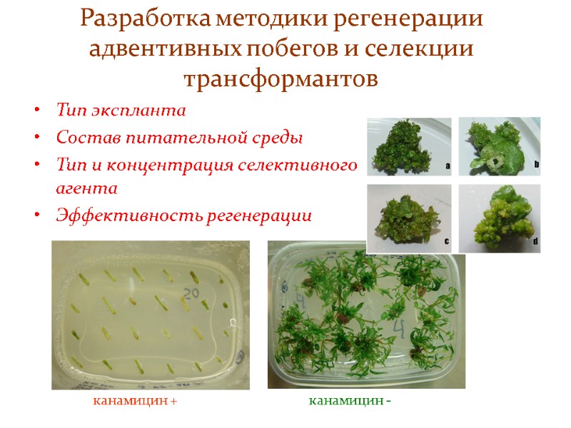 Разработка методики регенерации адвентивных побегов и селекции трансформантов Тип экспланта Состав питательной среды Тип